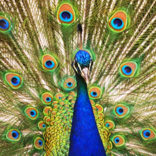 Peacock - Recognition for Dunfermline’s peacocks