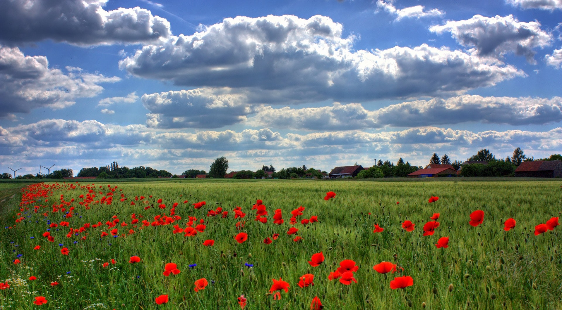 Field of poppies