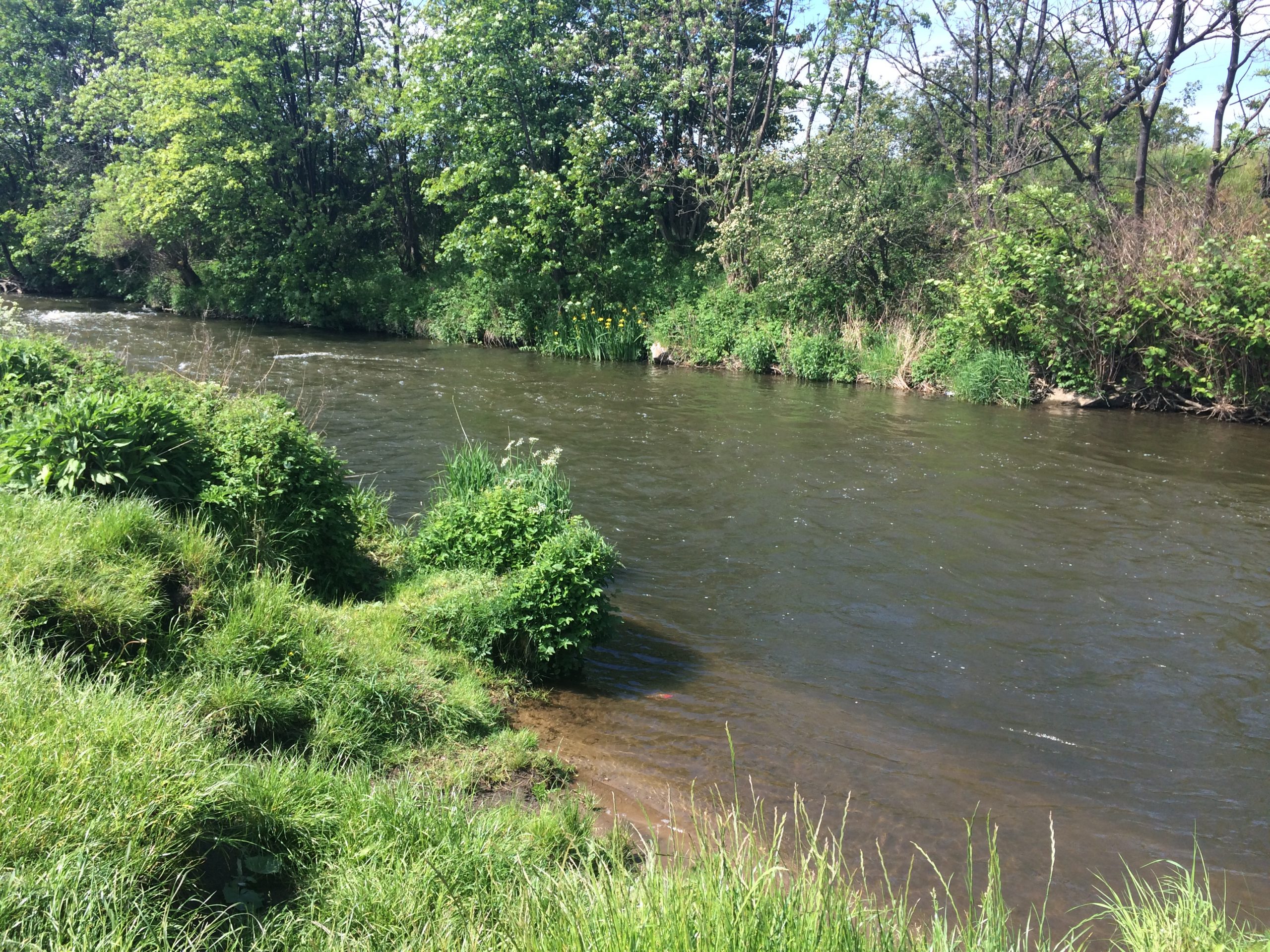 The River Leven The River Leven