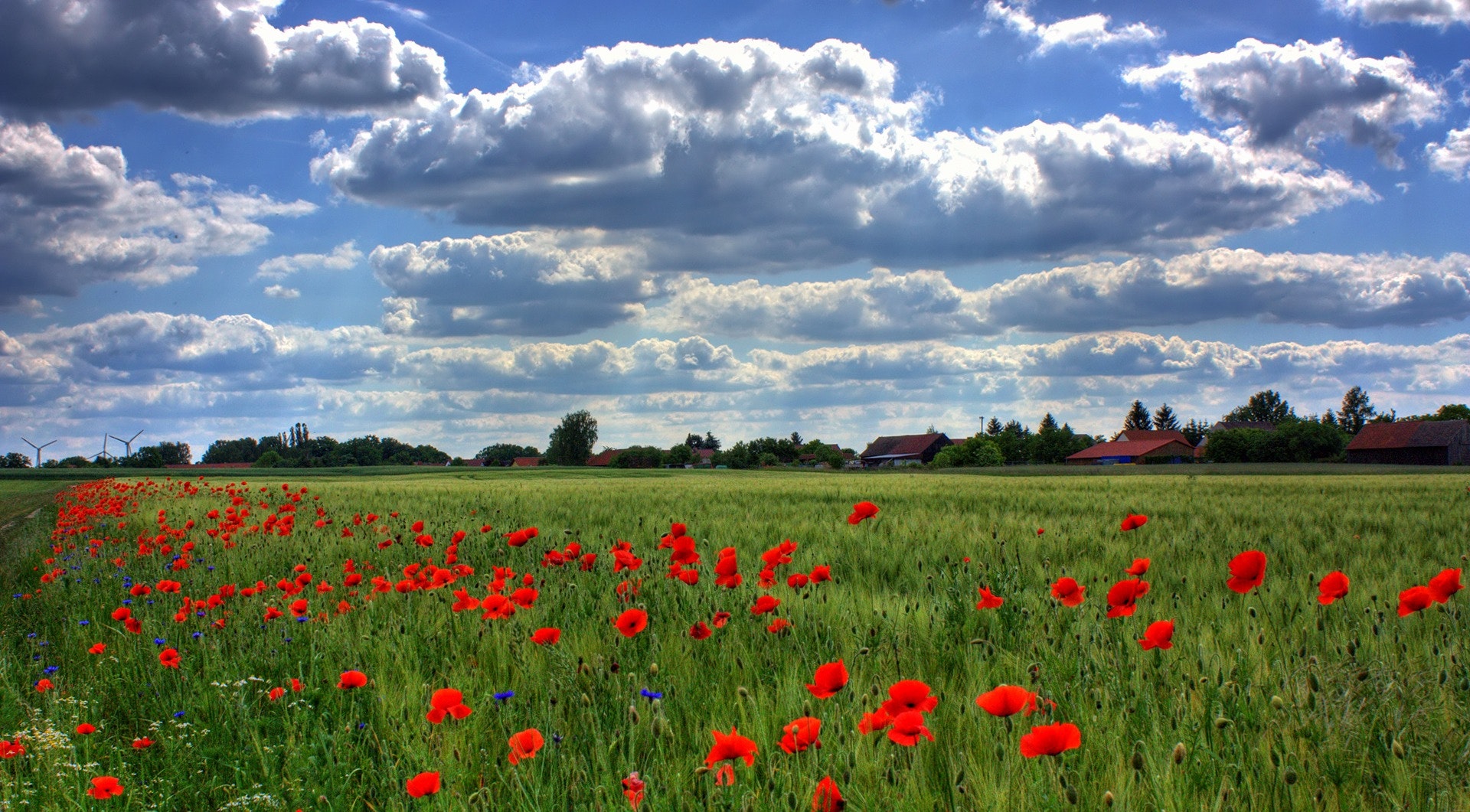 Field of poppies - Online Remembrance Service – Sunday 8 November 2020
