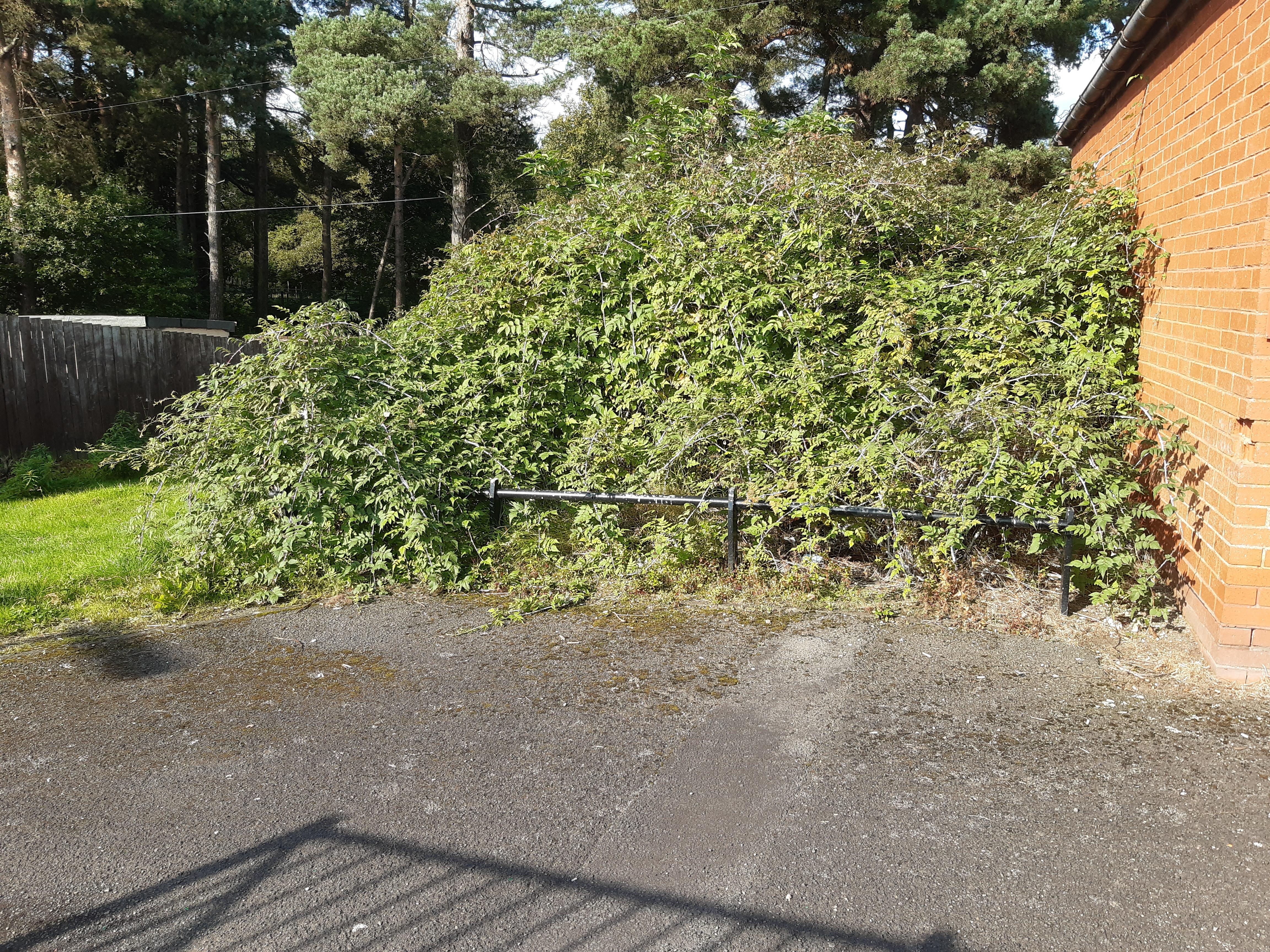 Site over grown with weeds Site over grown with weeds