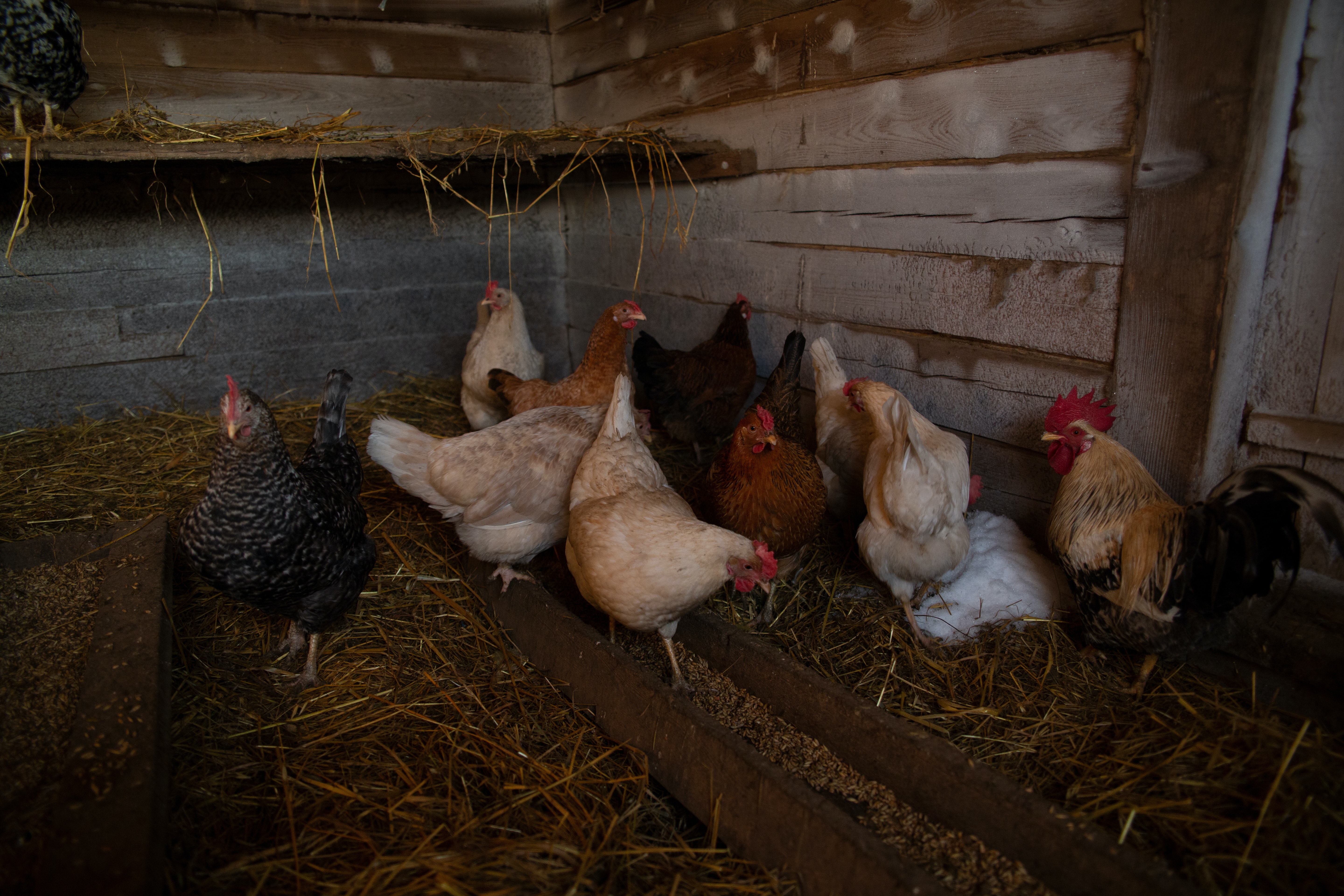 Chickens in a chicken coop