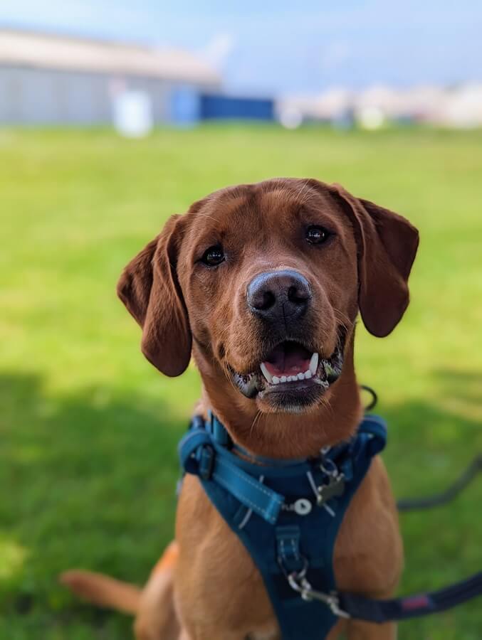 A picture of a dog on lead - Council launches campaign to promote safe responsible dog walking