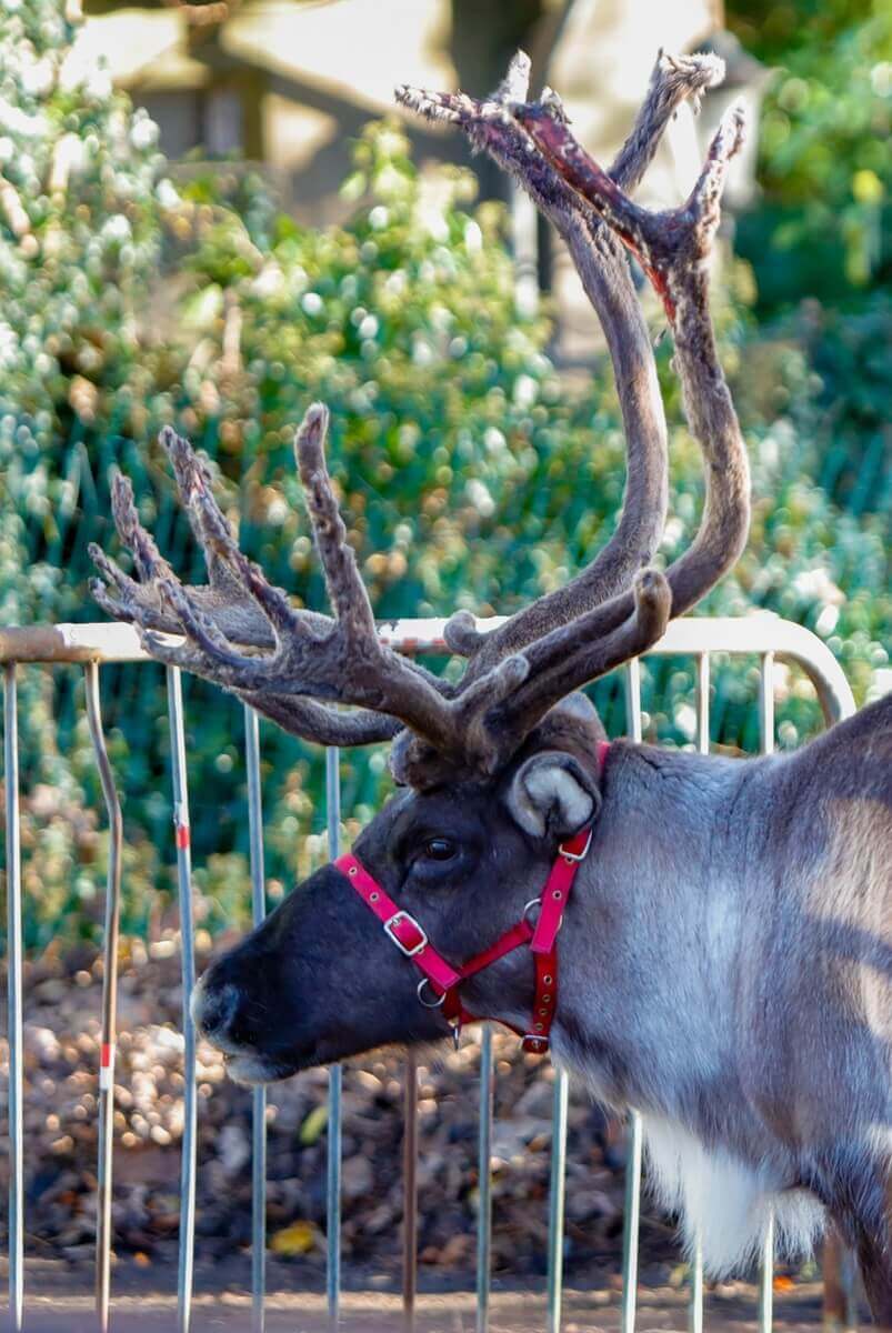 A close up photograph of a real reindeer wearing a bright red halter A close up photograph of a real reindeer wearing a bright red halter