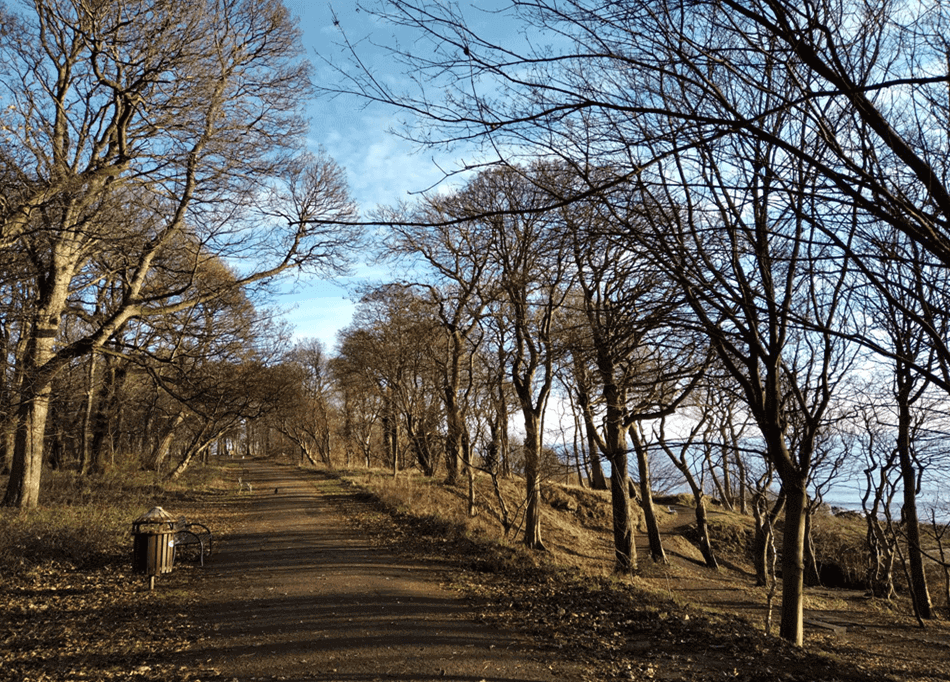 Park pathway with leafless trees, fallen leaves, bench, and bin under a clear sky