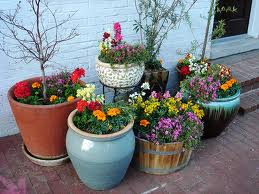 Plant pots filled with flowering plants Plant pots filled with flowering plants
