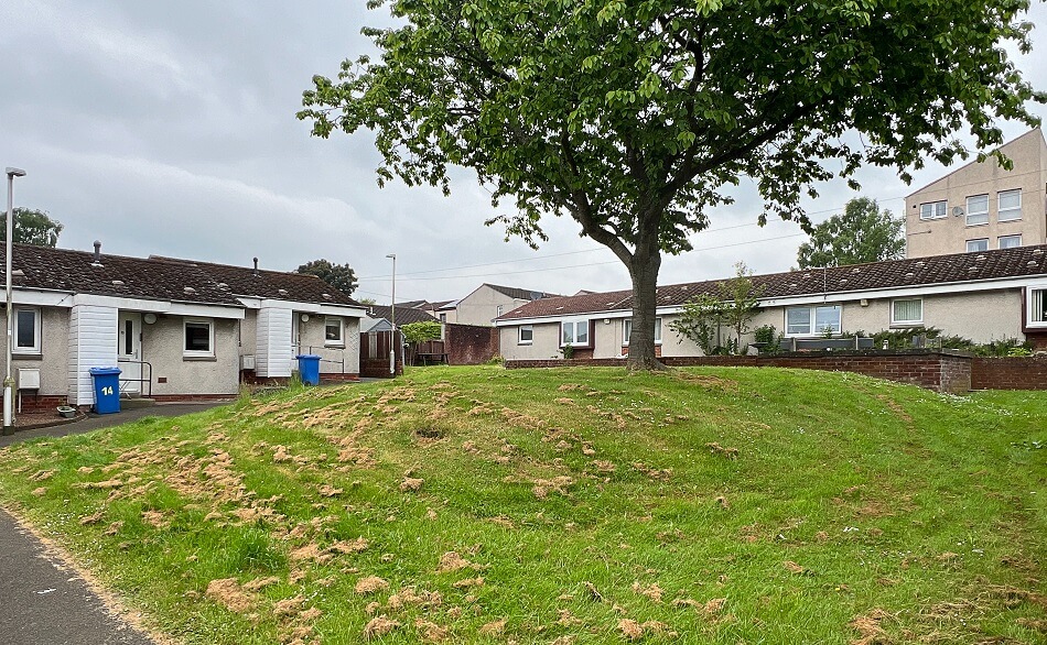Large communal grassy area at Dollar Court, with large tree in the foreground