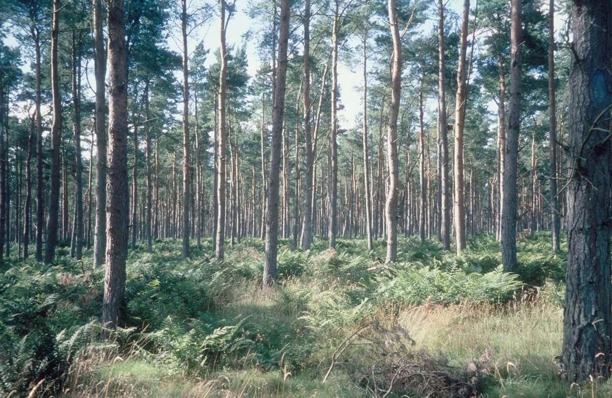 Fife-nature-woodland.jpg Dense pine forest with tall, straight tree trunks and green ferns covering the forest floor