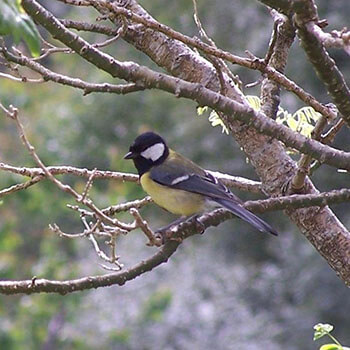 Wildlife photo of a Great Tit