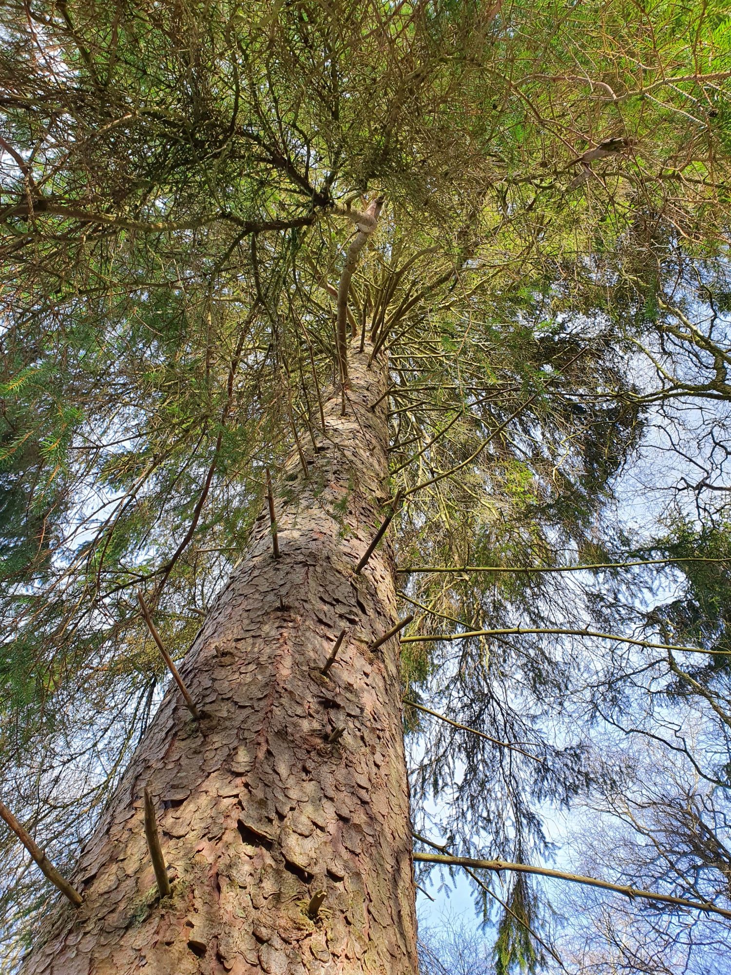 Woodland walk Woodland walk