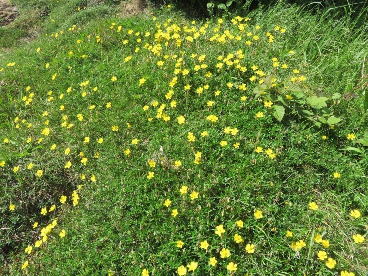 Rock-rose-plant.jpg Green grass with scattered small yellow flowers