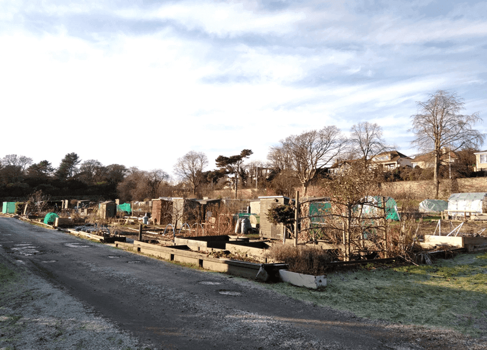 Allotment with sheds and greenhouses with a gravel path at the front