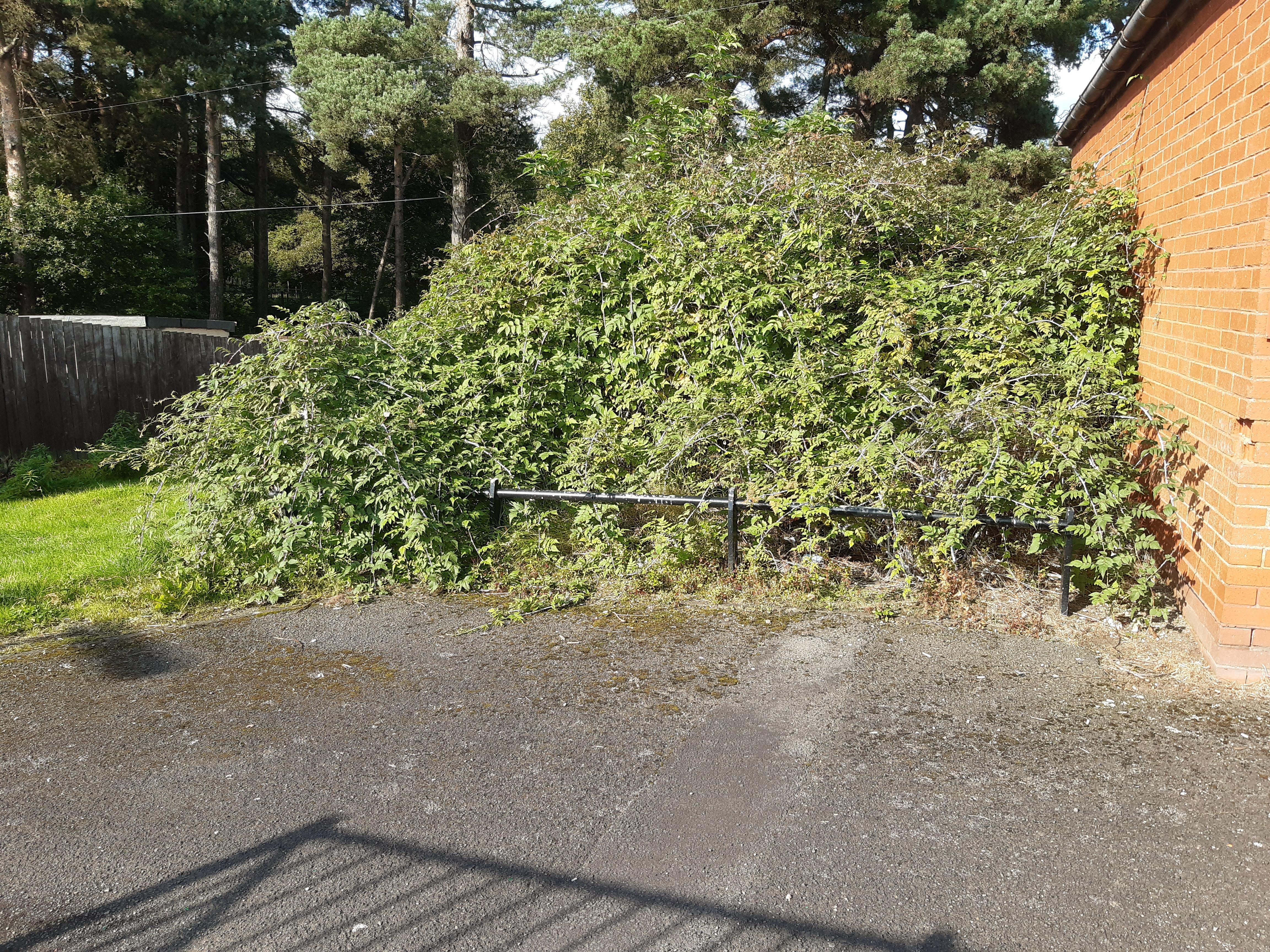 Site over grown with weeds