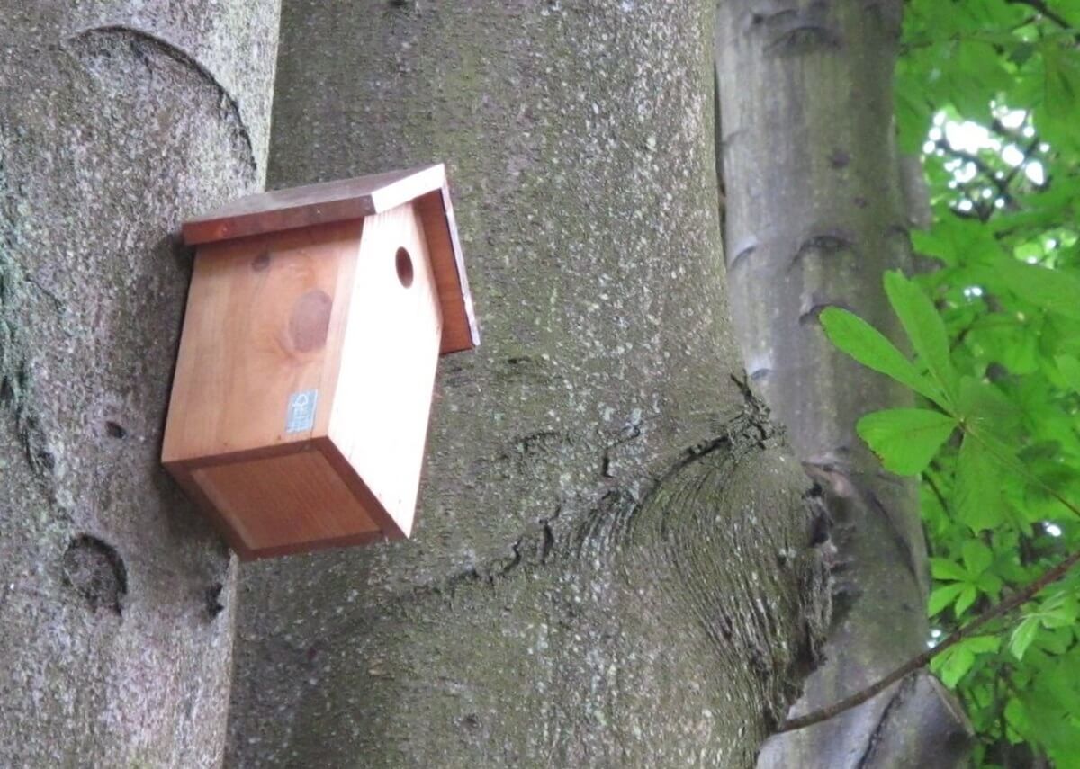 Bird-box.JPG Wooden birdhouse attached to a tree trunk