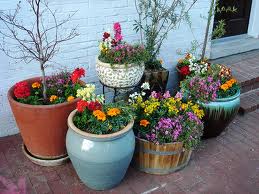 Plant pots filled with flowering plants