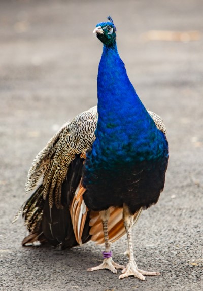 Peacock Peacock