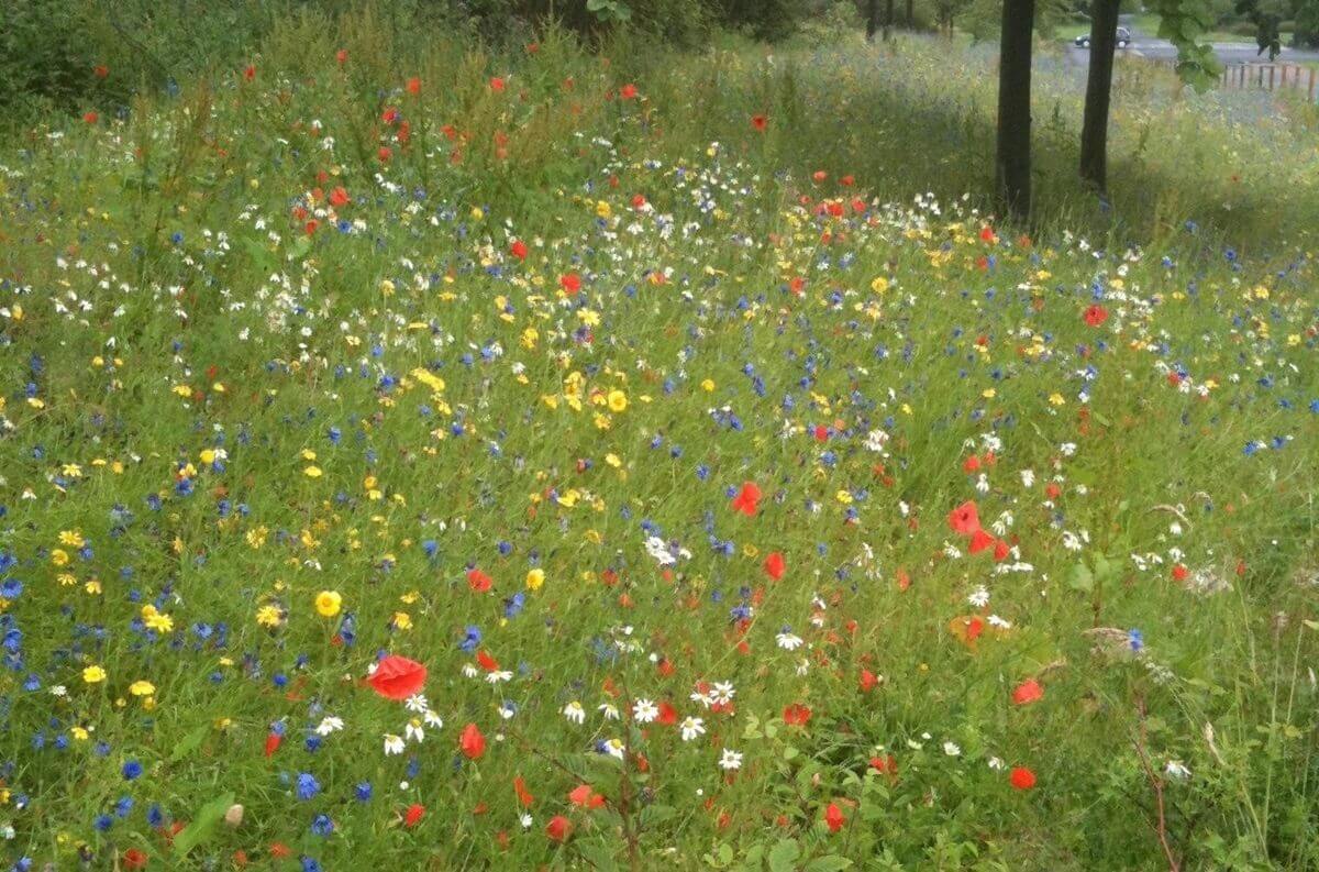 Wild-flower-meadow.jpg Meadow with colorful wildflowers including red, blue, yellow, and white blooms among green grass
