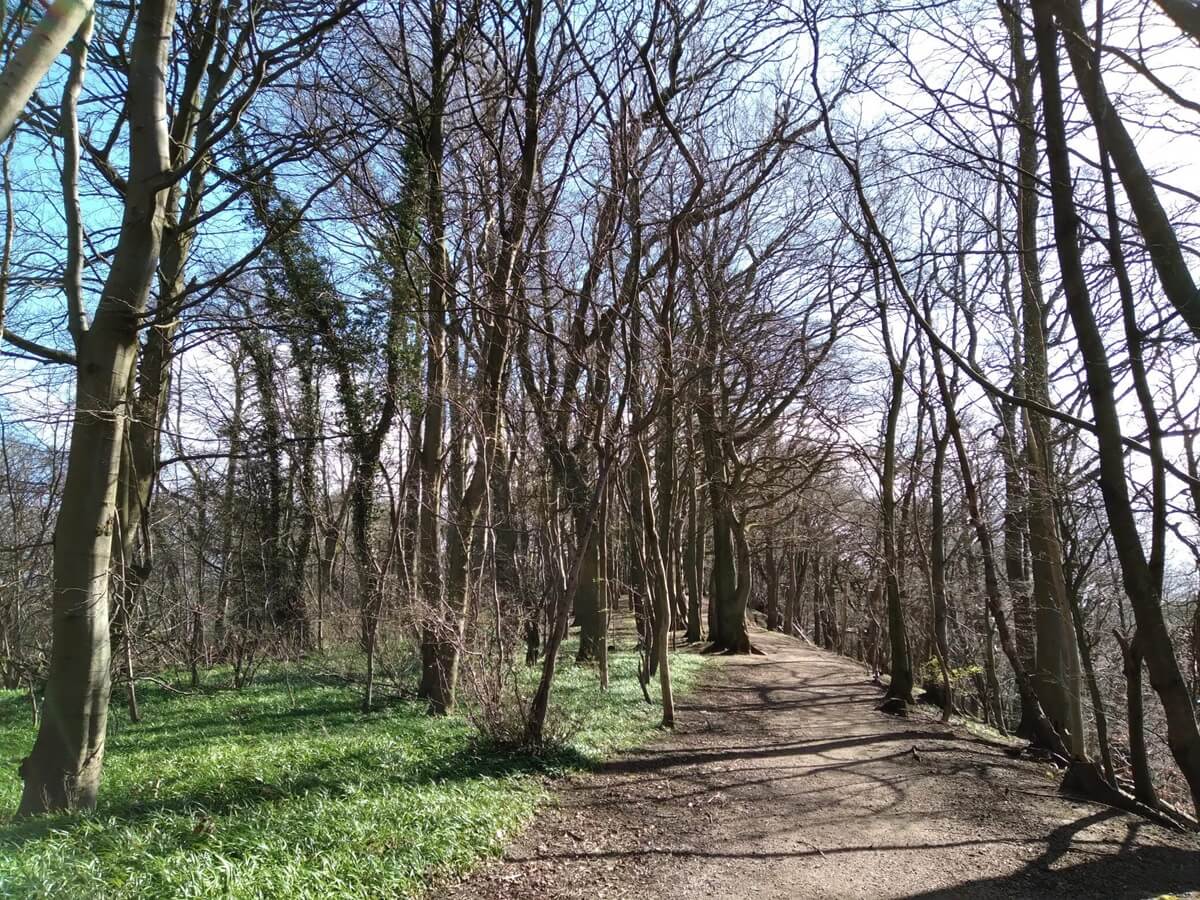 Beveridge Park Woodland