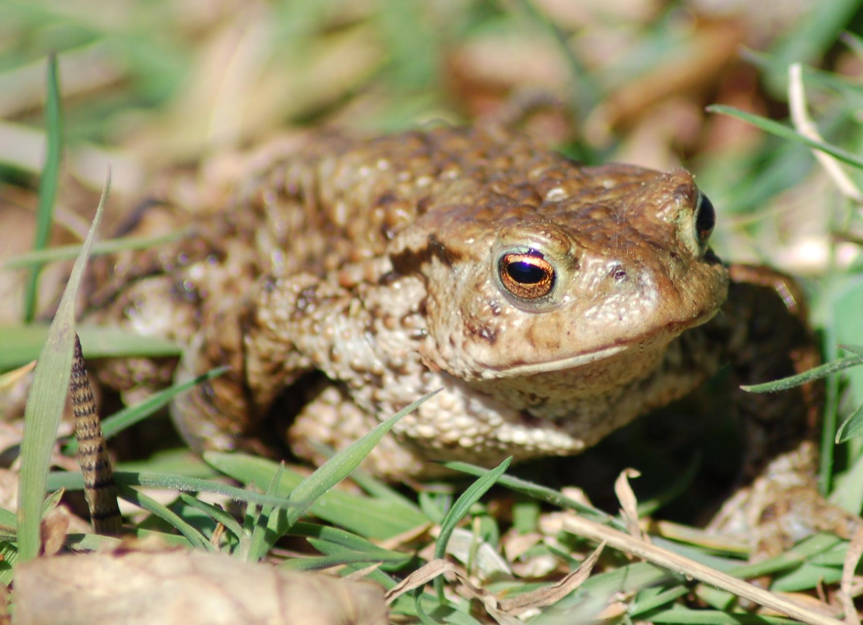 Brown toad sitting on green grass