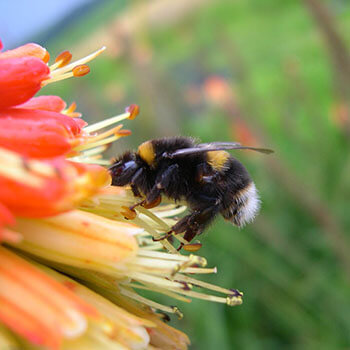 Bee at a flower