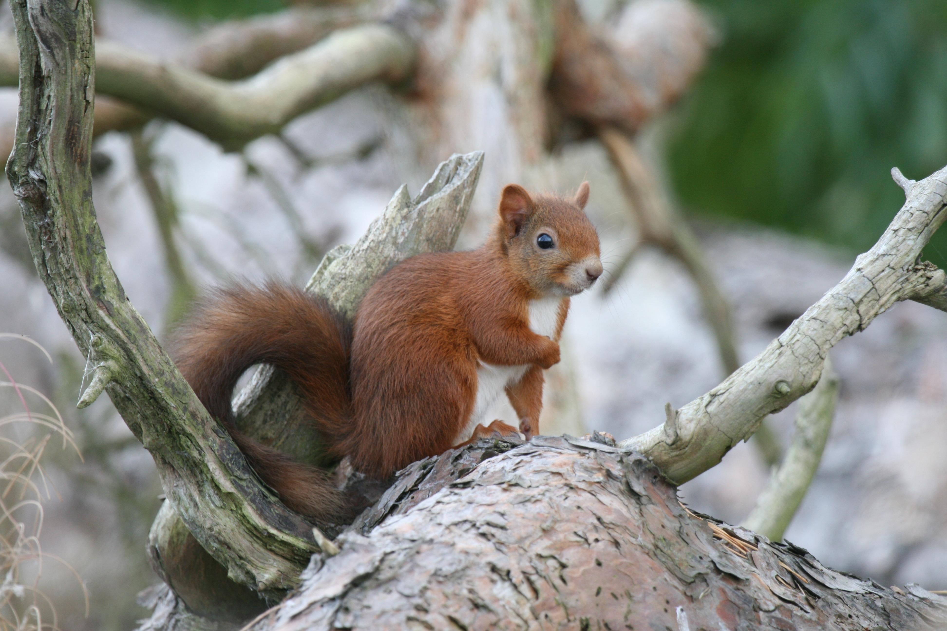 A red squirrel sitting on a tree branch surrounded by branches