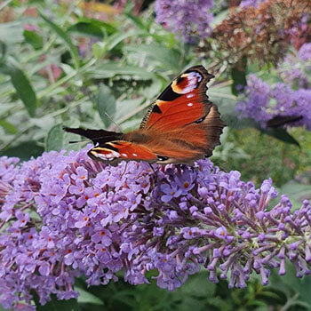 Butterfly peacock