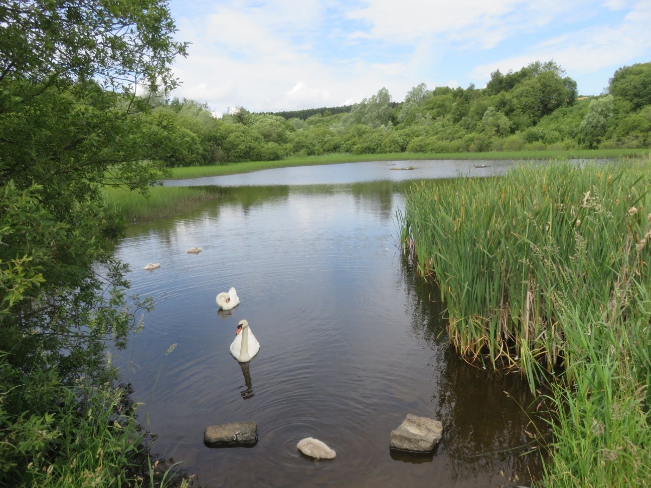 Coul-Reservoir-Wildlife-Site.jpg A pond surrounded by green trees and reeds, with swans swimming