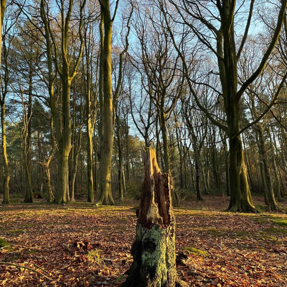 Woods - Funding approved for improvements to Townhill Woods
