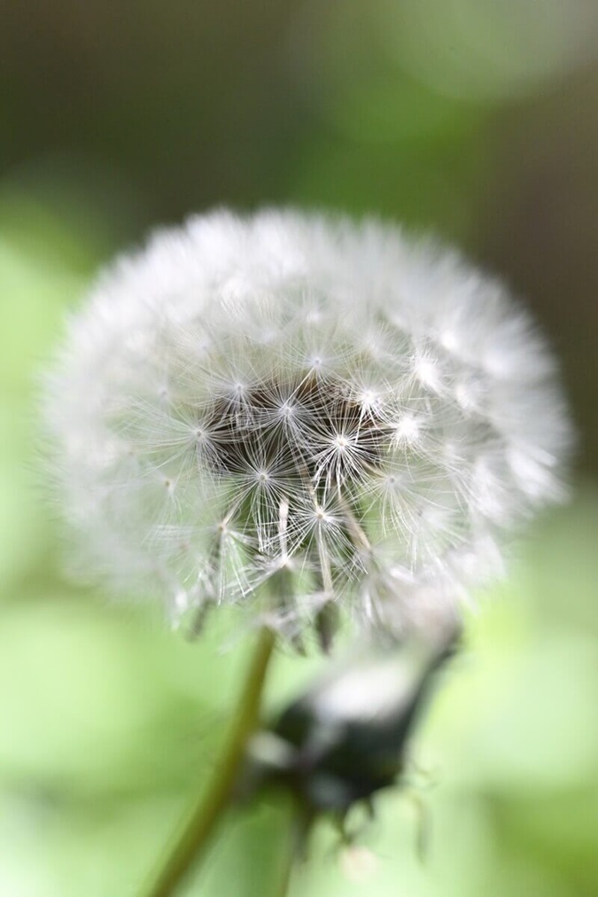 Dandelion seed head with white fluffy seeds.