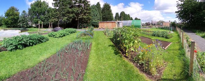 Allotments in Tayport