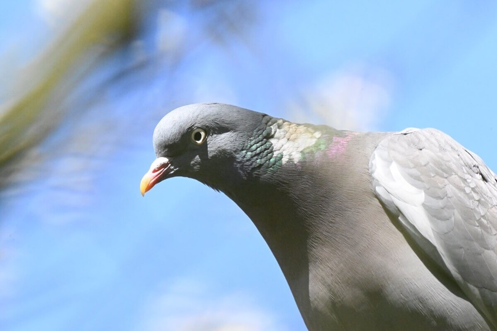 Close-up of a woodpigeon.