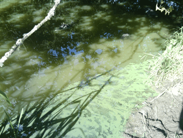 Blue-Green Algae