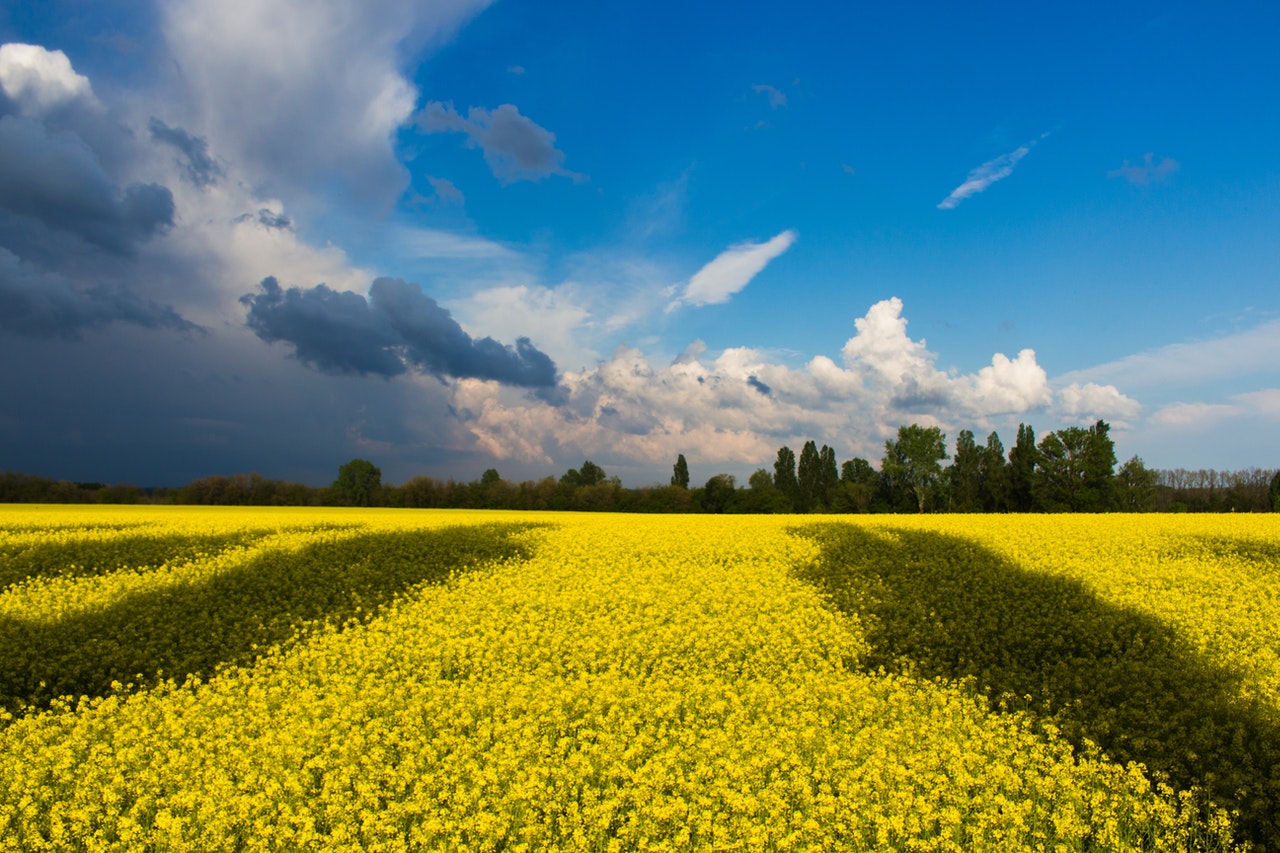 Yellow field under blue sky. Photo by Kostiantyn Stupak from Pexels - Councillors updated on actions to support Ukraine