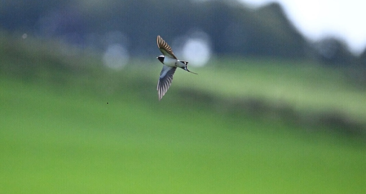 Swallow flying over a grassy field.