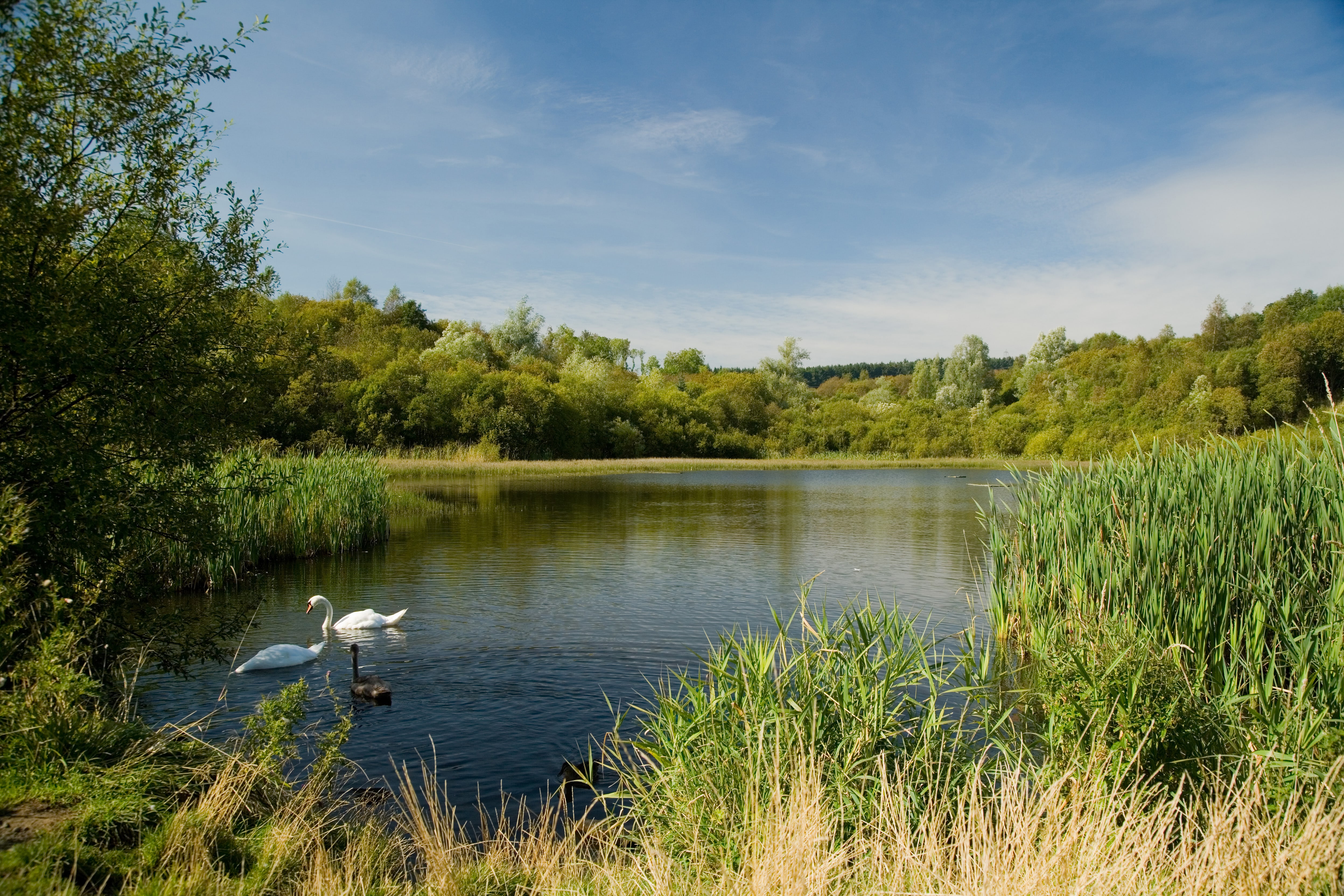 Picture showing Coul Den Reservoir with 2 swans and 1 duck swimming in it.