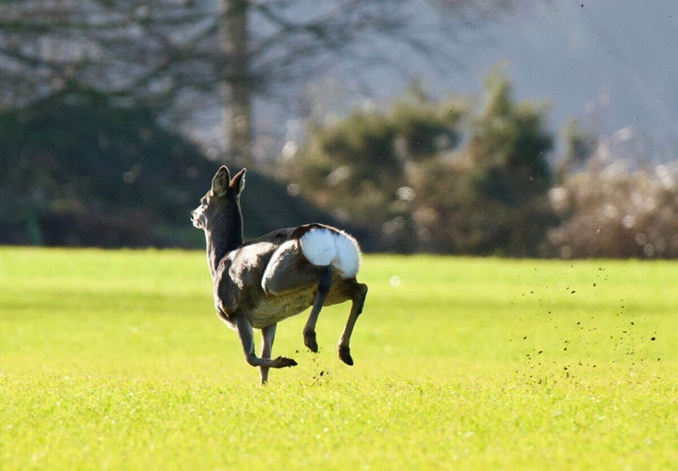 Roe deer running across a grassy field.