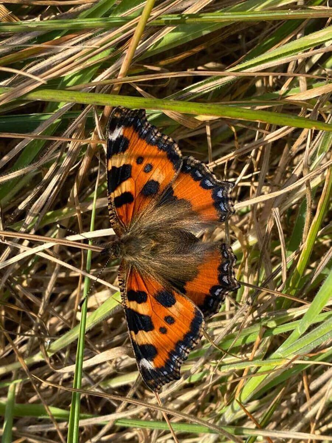 Small tortoiseshell butterfly resting among grass.
