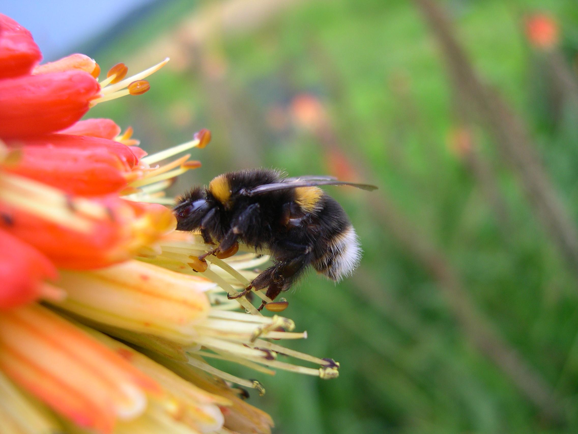 Bee on flower