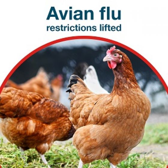 Avian flu restrictions lifted