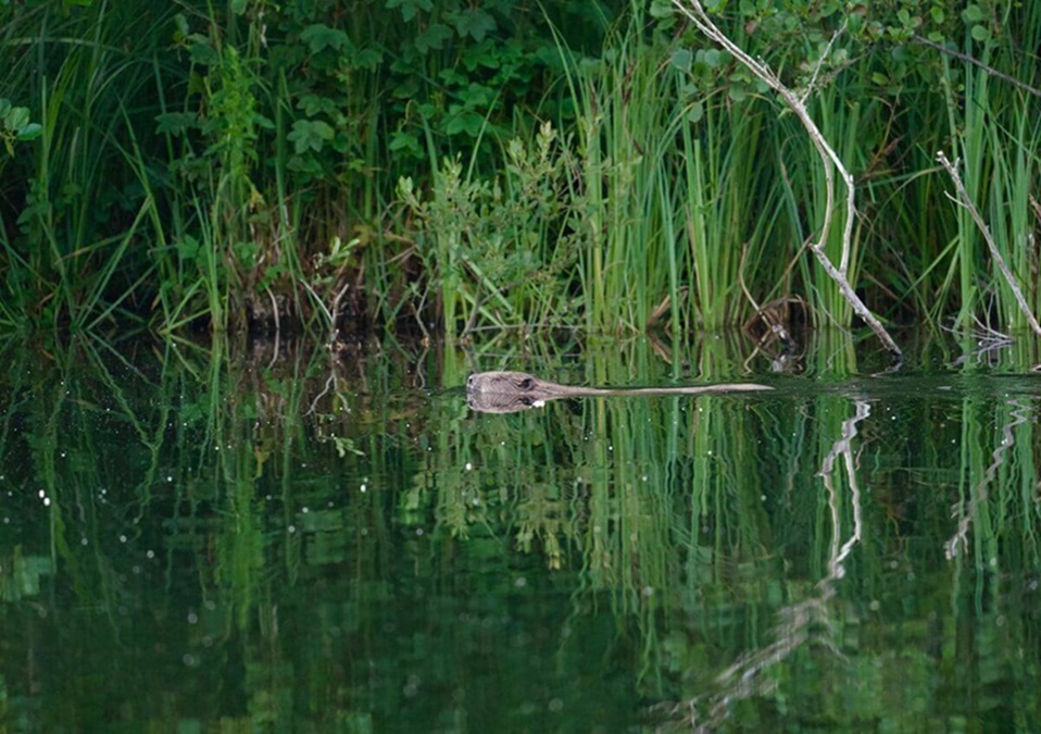 Beaver swimming across a pond near reeds and vegetation.