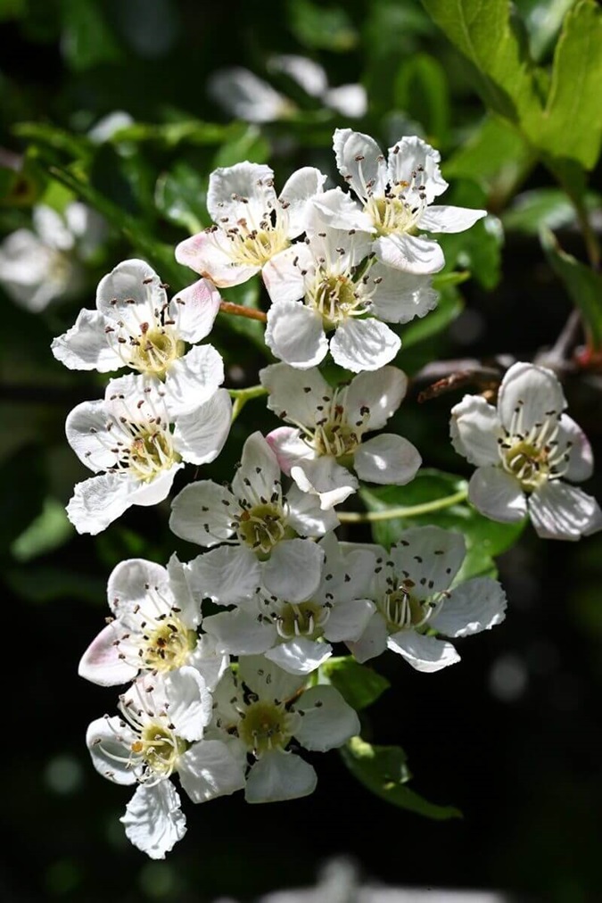 Cluster of white hawthorn flowers on a branch.
