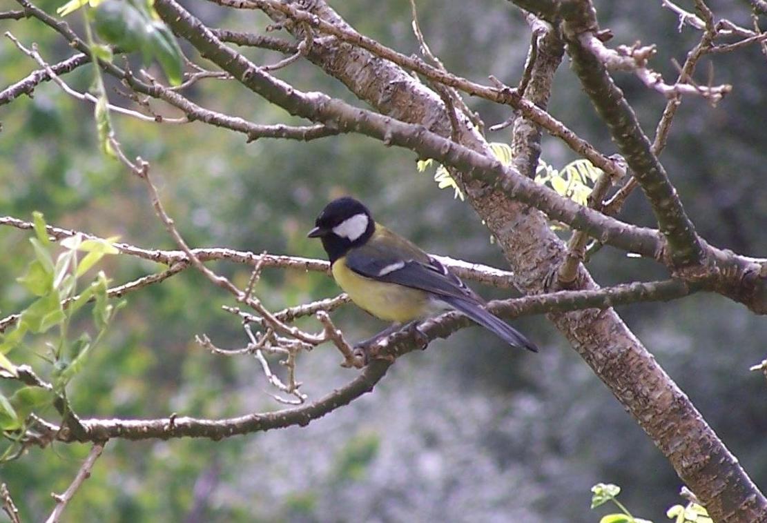 Great Tit