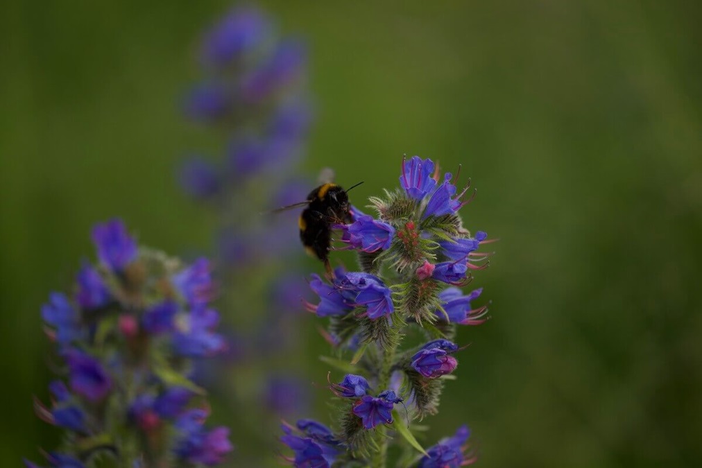 Bumblebee feeding on a purple wildflower.