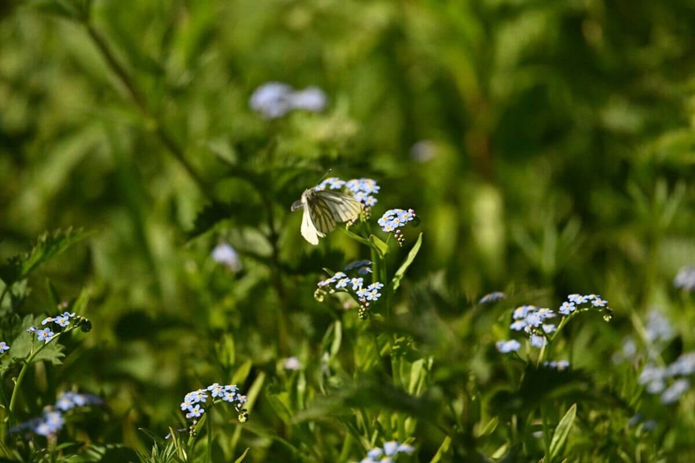 Green-veined white butterfly on blue wildflowers