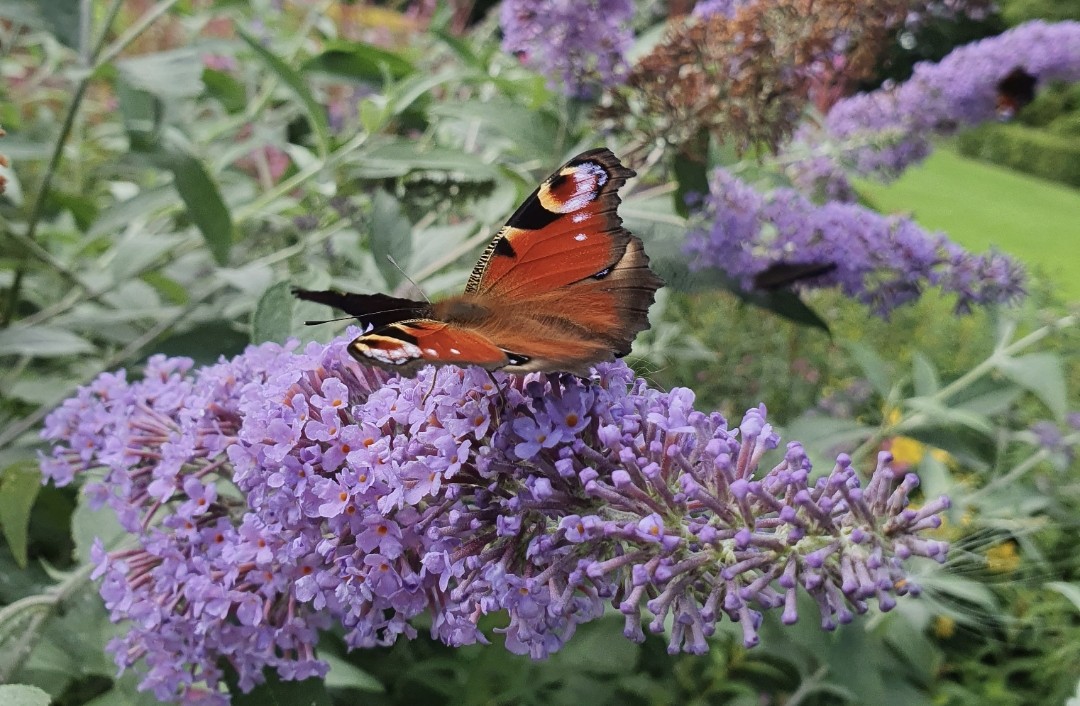 Butterfly peacock image