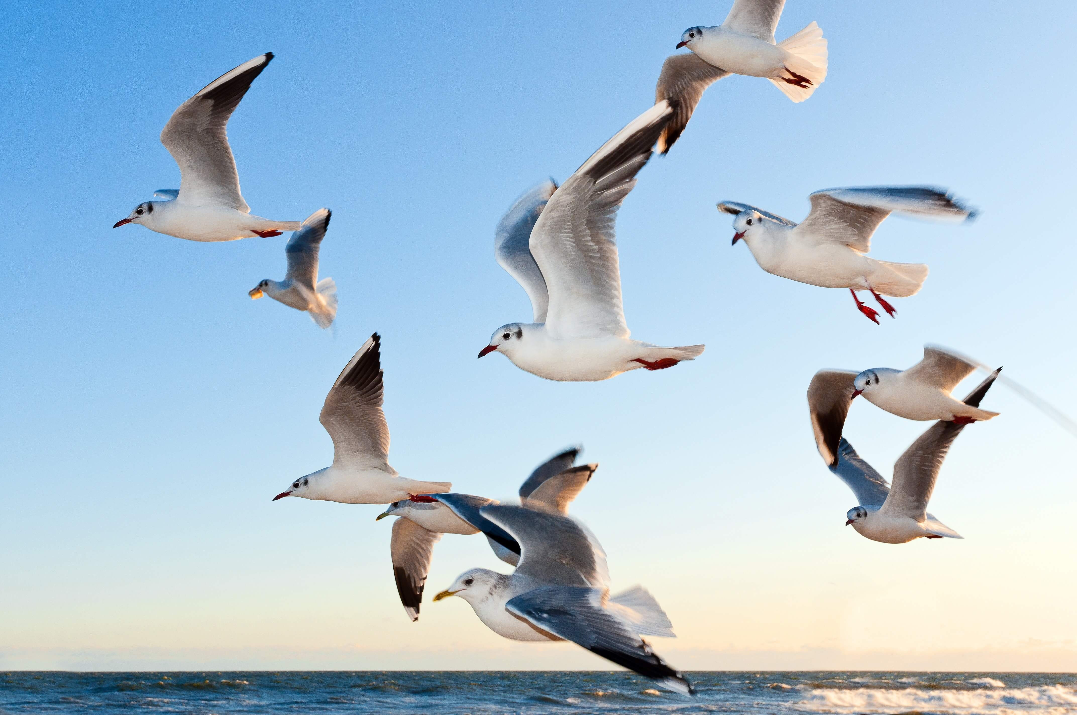 Gulls swimming over the sea.