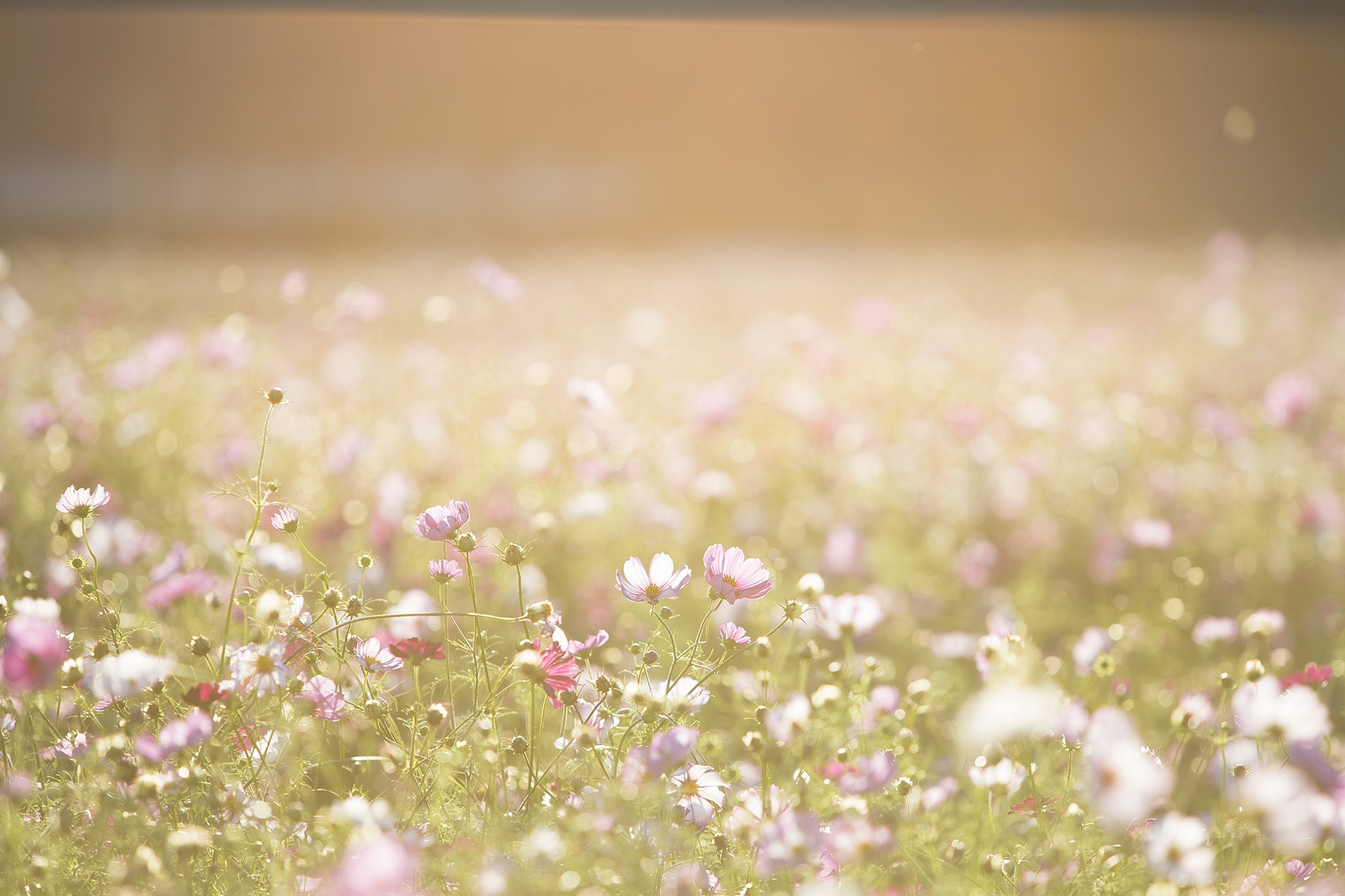 Flower meadow scene - Memorial for Fife babies