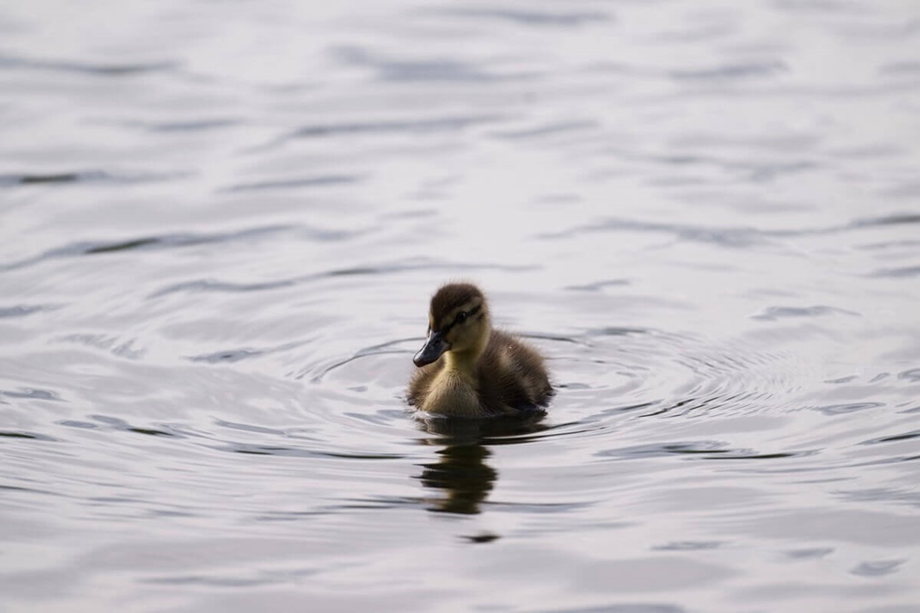Duckling swimming on a pond.