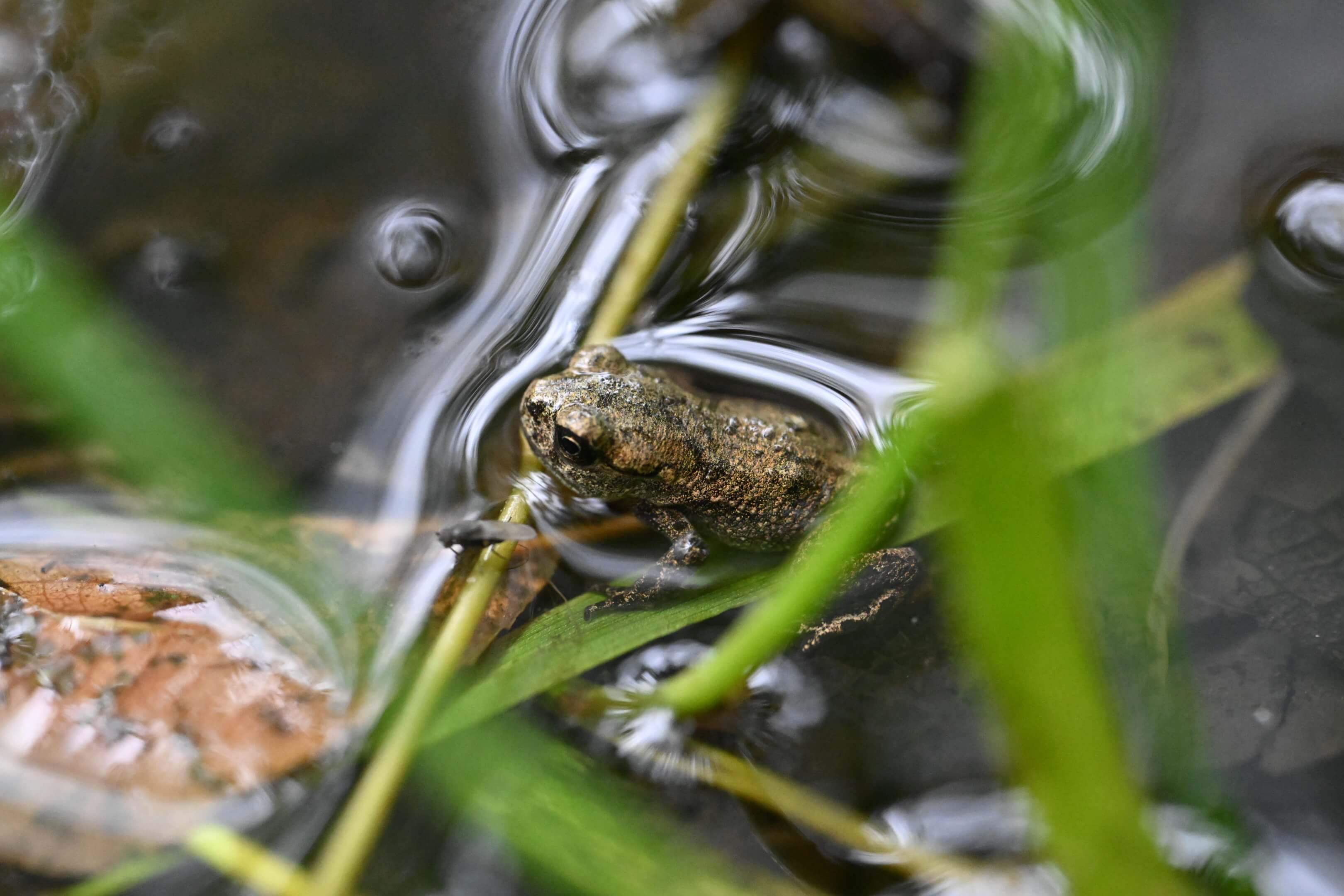Common frog - Discovering Nature in Fife Week shines a spotlight on local biodiversity