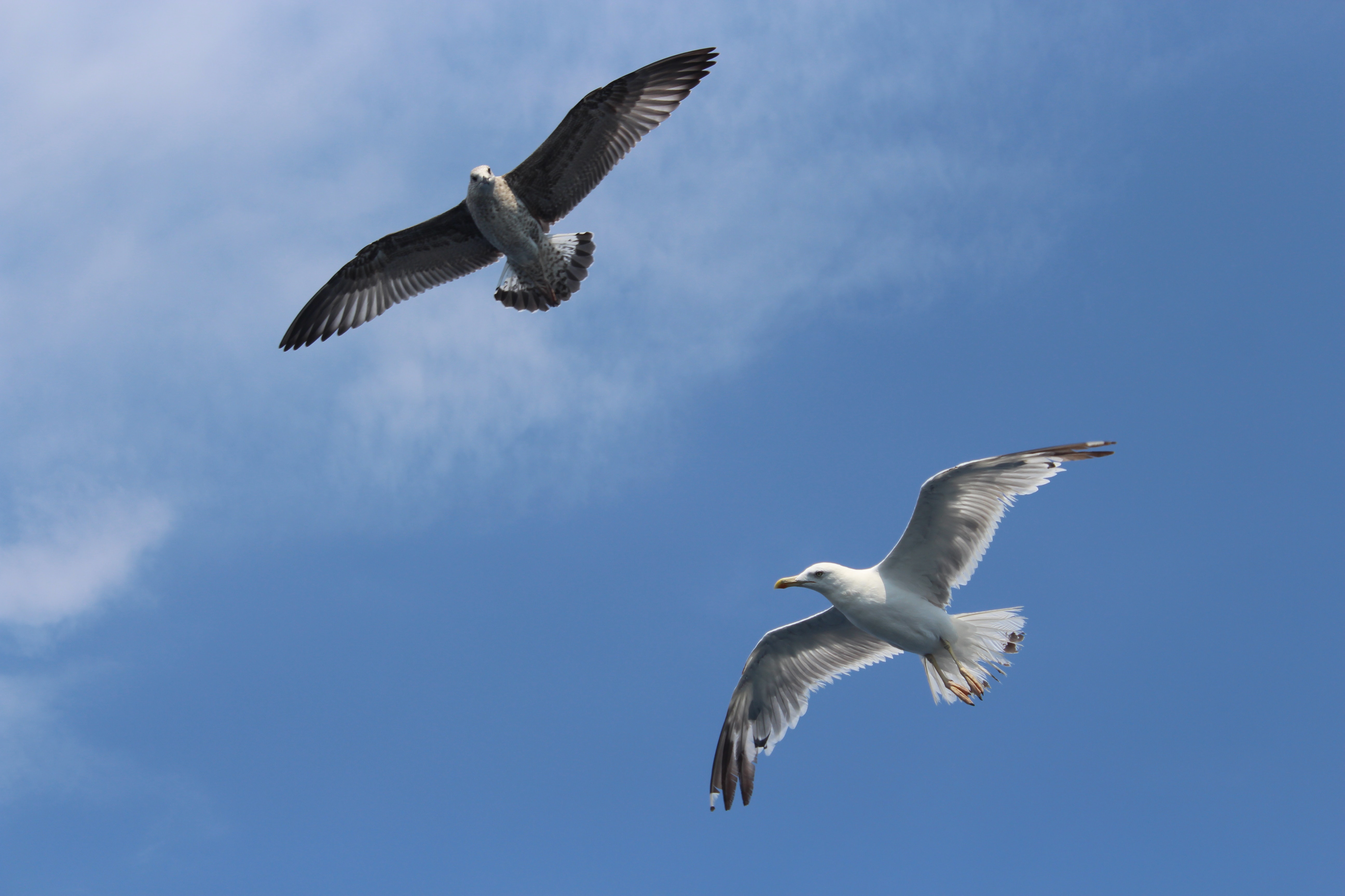 Seabirds flying